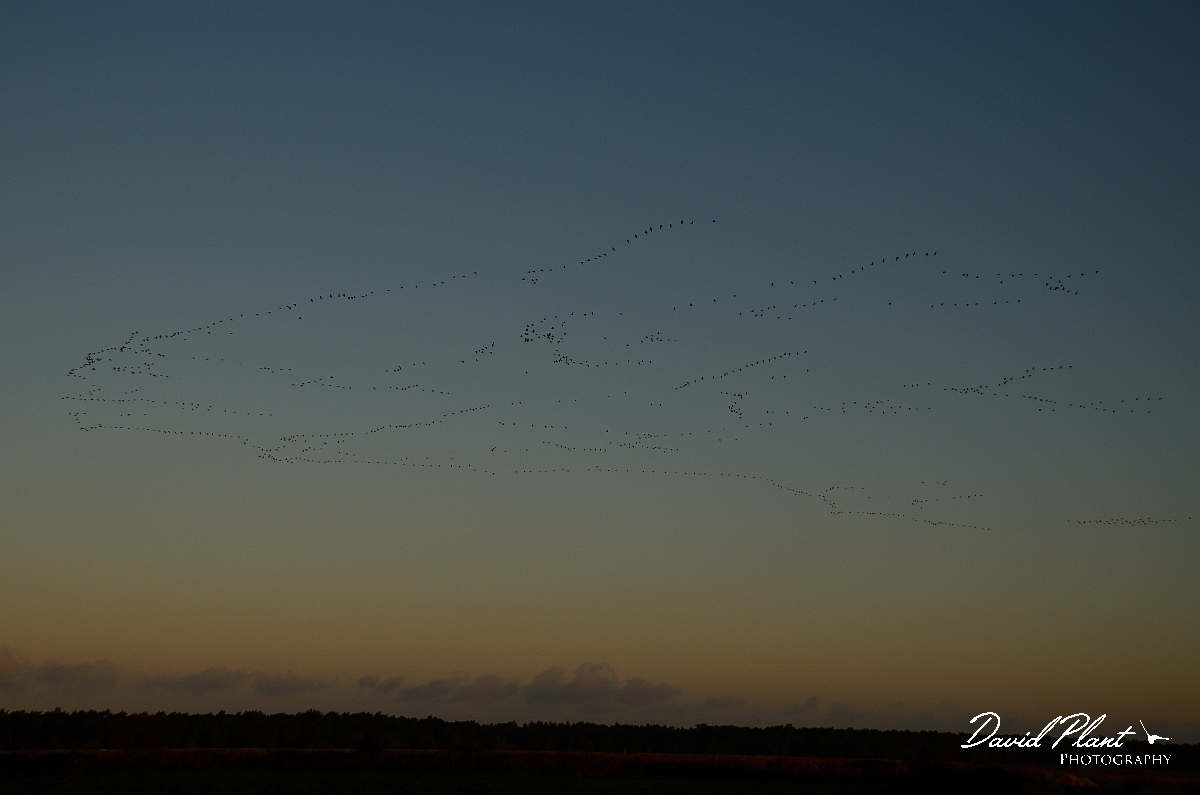 David Plant Photography - Wildlife Photography - Pink-footed goose - N.jpg - Pink-footed geese skeins at dawn - Norfolk